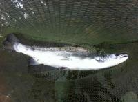 Catching Fresh Run Salmon