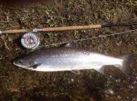 Capturing The 'King Of Fish'