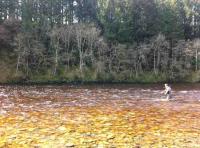 Salmon Fishing River Beauty