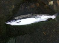 Salmon Fishing Events