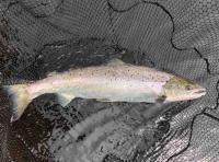 Fishing For Summer Salmon