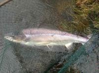The Perfect Scottish Salmon