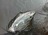 Perfect Fresh Run Spring Salmon