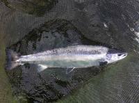 The Most Perfect Fish Of All