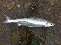 River Tay Memories