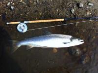 Salmon Fishing Information Portal