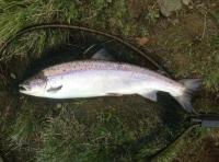 Catching The Perfect Fish