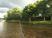 Learning To Fish For Salmon