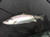 Catching A Perfect Tay Salmom