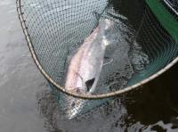 January River Tay Salmon