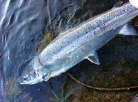 River Tay Spring Salmon