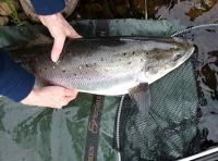 Perfect River Tay Spring Salmon